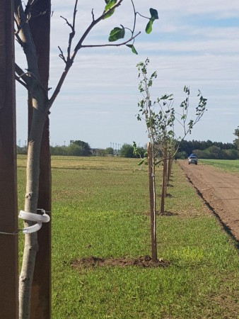 LOTE PIÑERO , BARRIO MONTECATINI, TERRENOS DE 300 M2